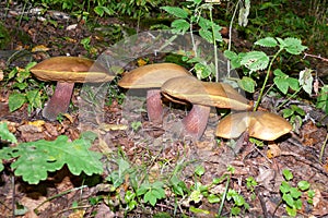 Lurid boletes grows in field