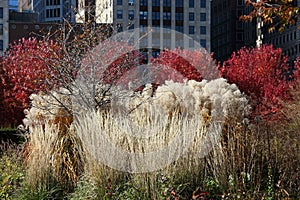 Lurie Garden