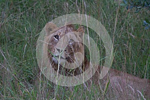 A luring lion in the grass