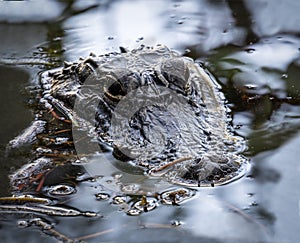 Lurking - Alligator Waits Mostly Submerged photo