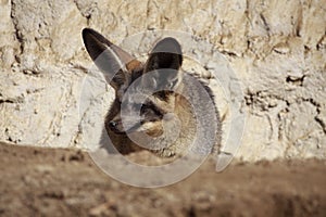 Lurking bat-eared Fox