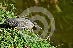 The lurking of a bird hunting Butorides striata on the lakeside of the park