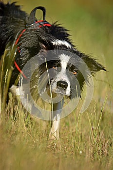 Lurking border collie