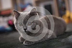 Lurking British Shorthair kitten