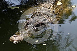 Lurking Crocodile