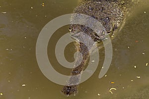 Lurking Crocodile