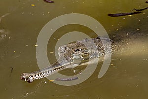 Lurking Crocodile