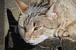 Lurking farm cat