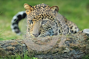 Lurking javan leopard