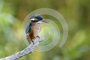 Lurking Kingfisher on a twig