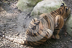 Lurking tiger , Mexico, Tabasco, Villahermosa