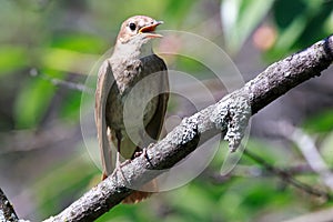 Luscinia luscinia, Thrush Nightingale