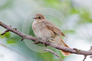 Luscinia luscinia, Thrush Nightingale