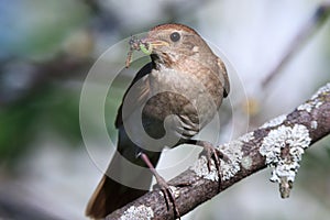 Luscinia luscinia, Thrush Nightingale