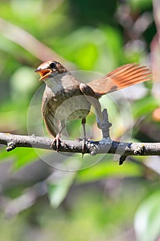 Luscinia luscinia, Thrush Nightingale