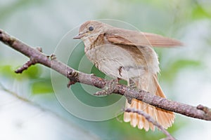 Luscinia luscinia, Thrush Nightingale