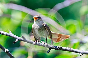 Luscinia luscinia, Thrush Nightingale