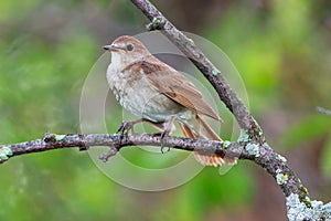 Luscinia luscinia, Thrush Nightingale