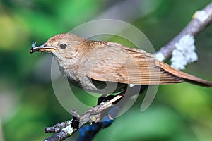 Luscinia luscinia, Thrush Nightingale