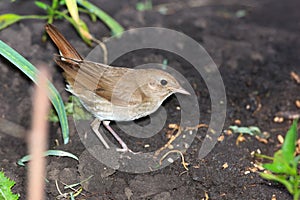 Luscinia luscinia, Thrush Nightingale