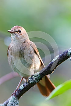 Luscinia luscinia, Thrush Nightingale