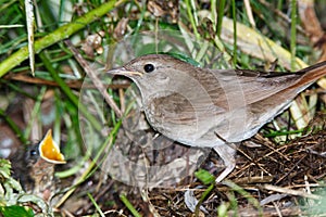 Luscinia luscinia, Thrush Nightingale