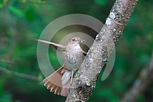 Luscinia luscinia, Thrush Nightingale