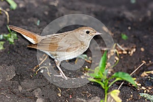 Luscinia luscinia, Thrush Nightingale