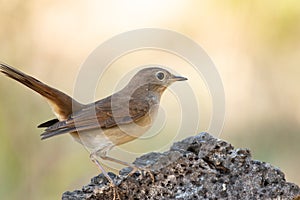 Luscinia megarhynchos or ruisenor comun perched on a branch