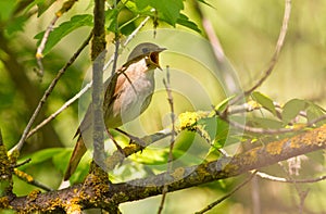 Luscinia. Nightingale inconspicuous bird with a very beautiful sonorous voice