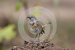 Luscinia svecica, bluethroat photo