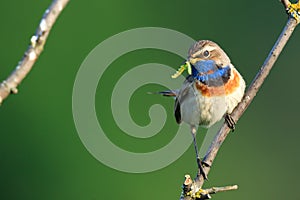 Luscinia svecica, Bluethroat.