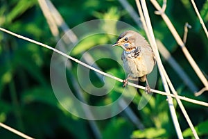 Luscinia svecica, Bluethroat.