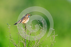 Luscinia svecica, Bluethroat.