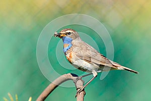 Luscinia svecica, Bluethroat.