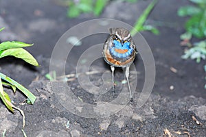 Luscinia svecica, Bluethroat.