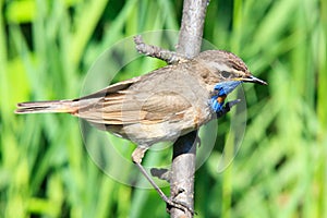 Luscinia svecica, Bluethroat.