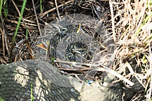 Luscinia svecica, Bluethroat.