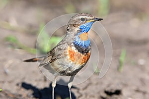 Luscinia svecica, Bluethroat.