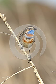 Luscinia svecica pallidogularis. The male Bluethroat sitting on