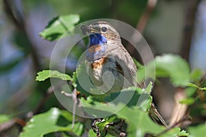 Luscinia svecica pallidogularis. Male bluethroats holding in its beak an insect