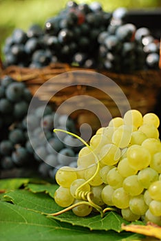 Luscious grapes