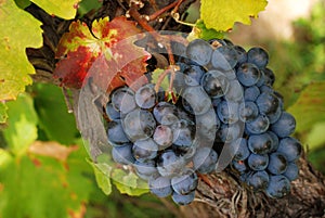 Luscious grapes in autumn