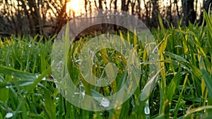 Luscious green grass with drops of dawn dew