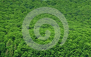 Luscious rain-forest background