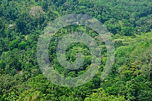 Luscious rain-forest background