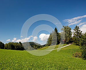 Lush Alpine meadow in summer