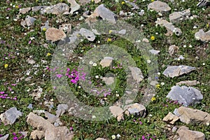 Lush alpine vegetation with rocks and green grass