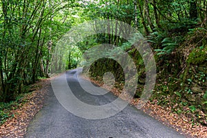 Lush Atlantic forest crossed by a sandy path