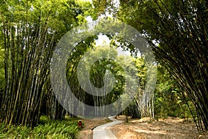 Lush bamboo forest